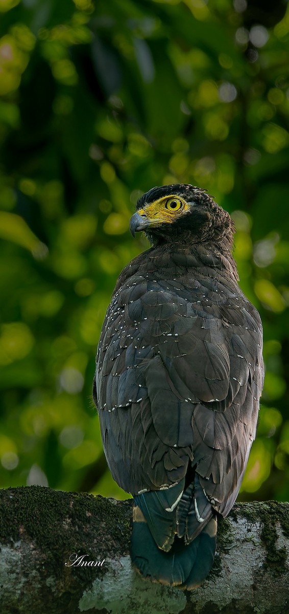 Andaman Serpent-Eagle - ML646225985