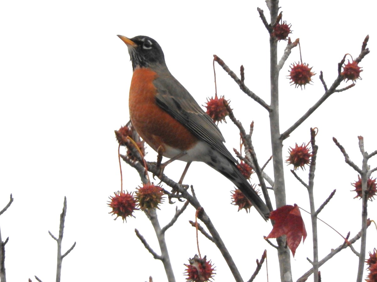 Merle d'Amérique - ML646225986