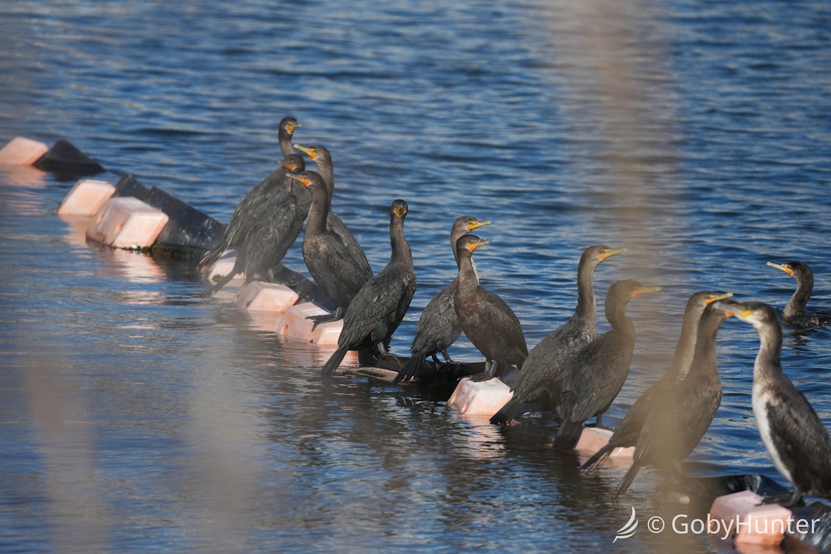 Ушастый баклан - ML646225989