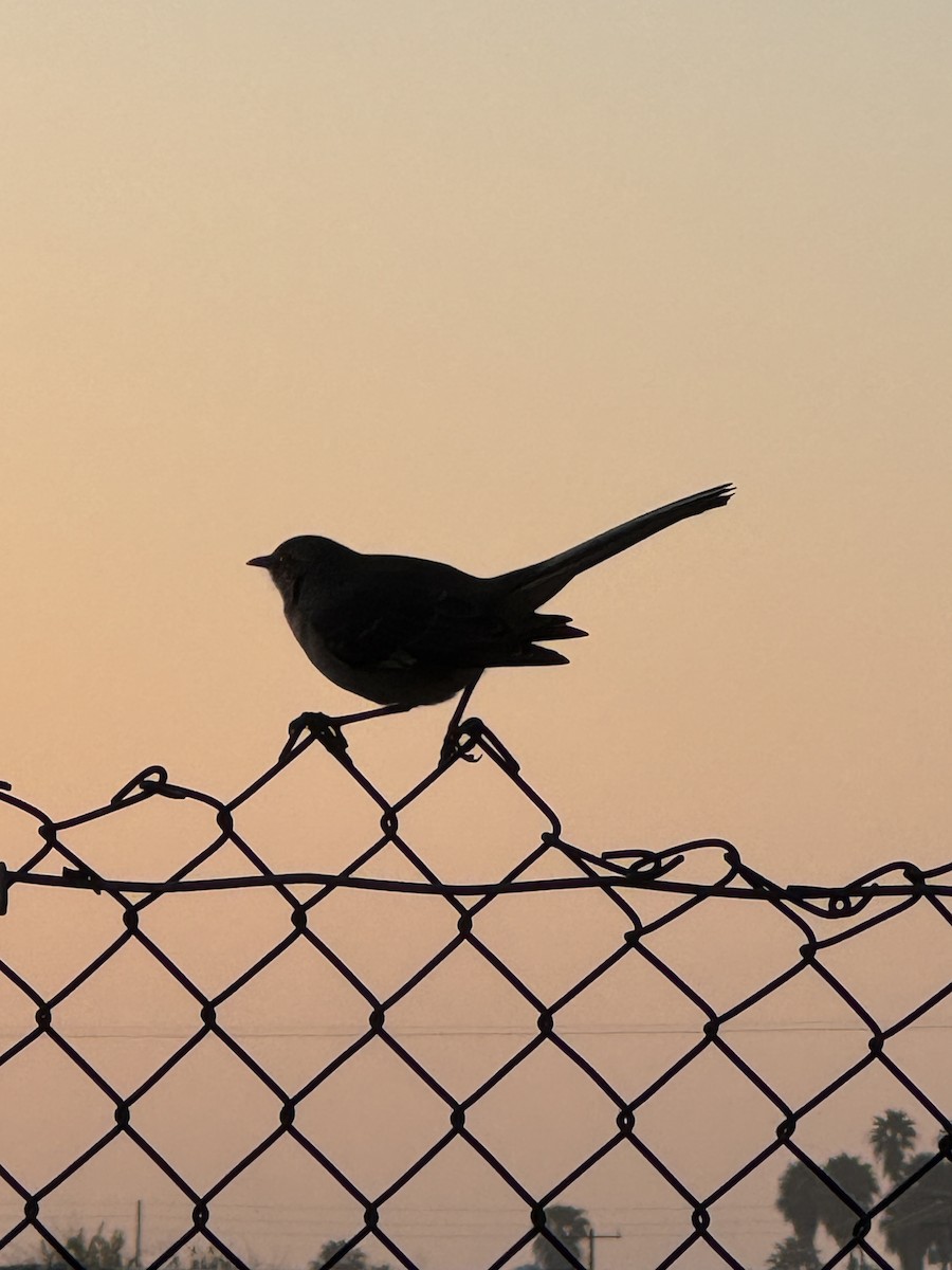 Northern Mockingbird - ML646225991