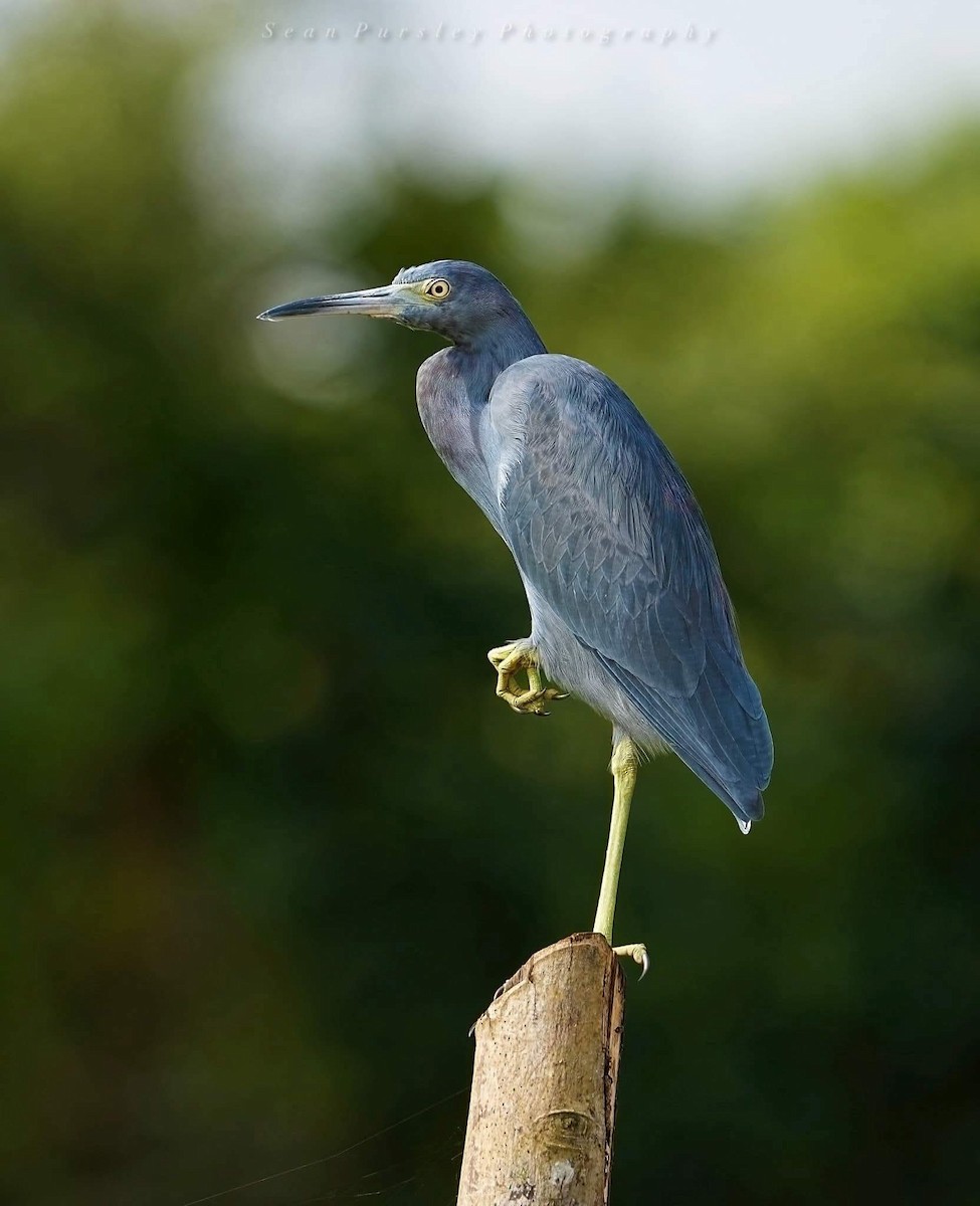 Little Blue Heron - ML646225993