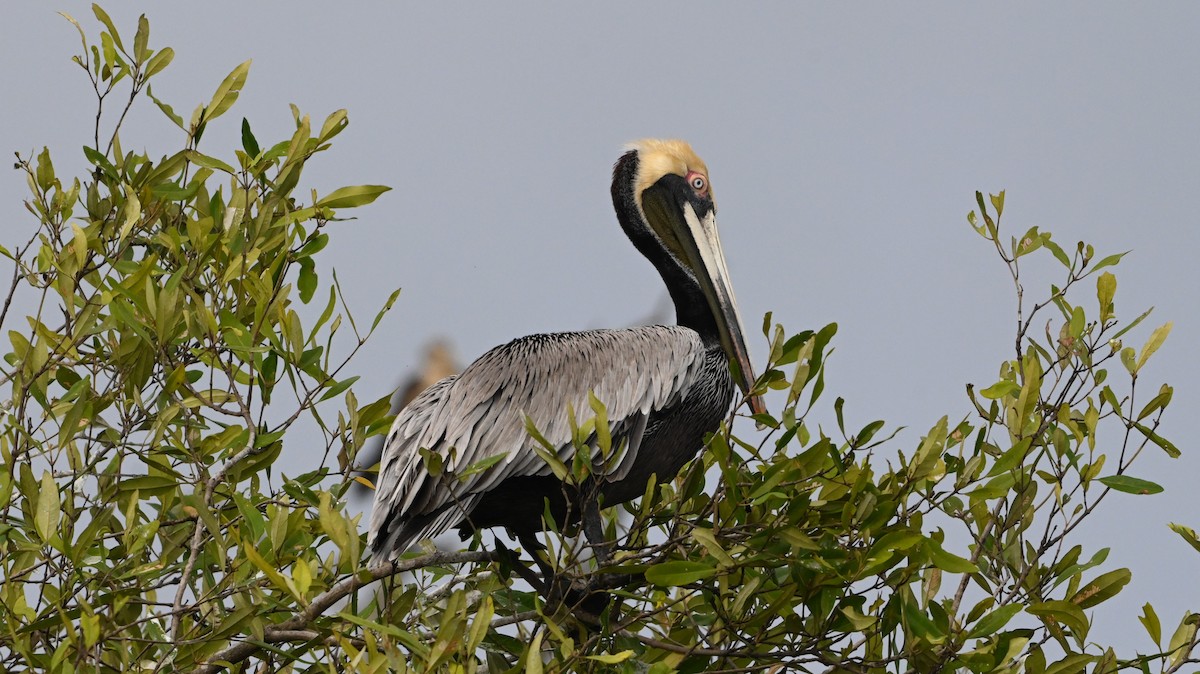 Brown Pelican - ML646225996