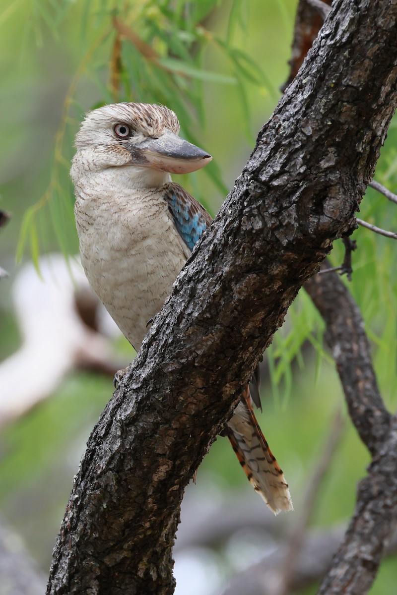 Blue-winged Kookaburra - ML646225997