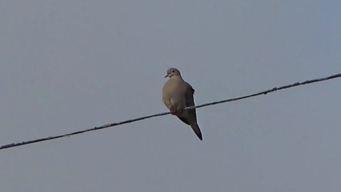 Mourning Dove - ML646226000