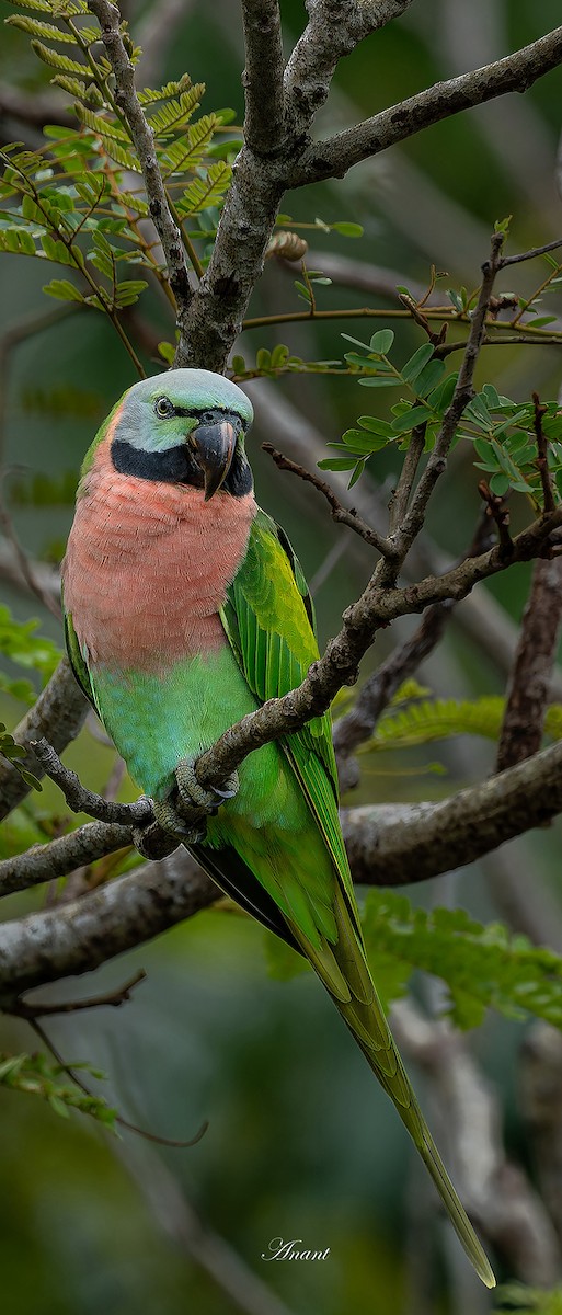 alexandr růžovoprsý - ML646226001