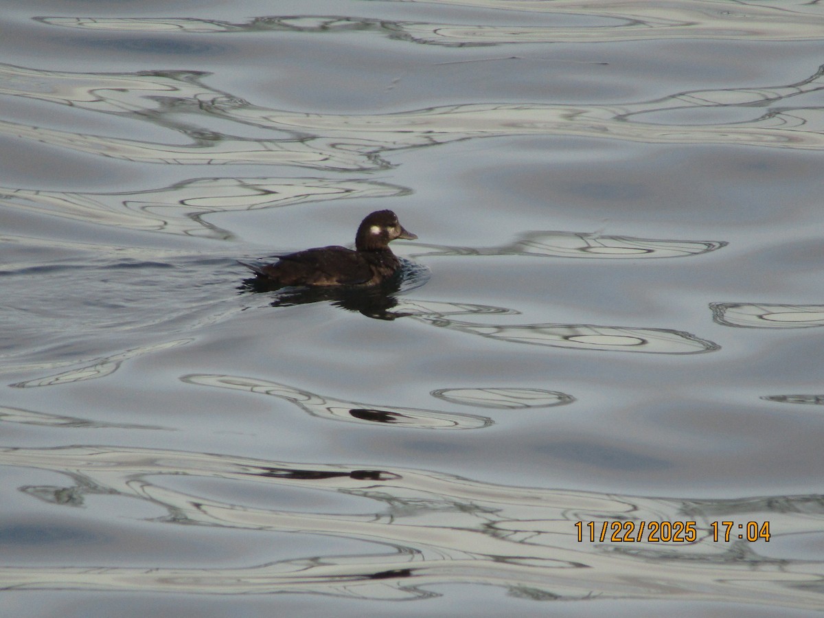 Ahate arlekina - ML646226002