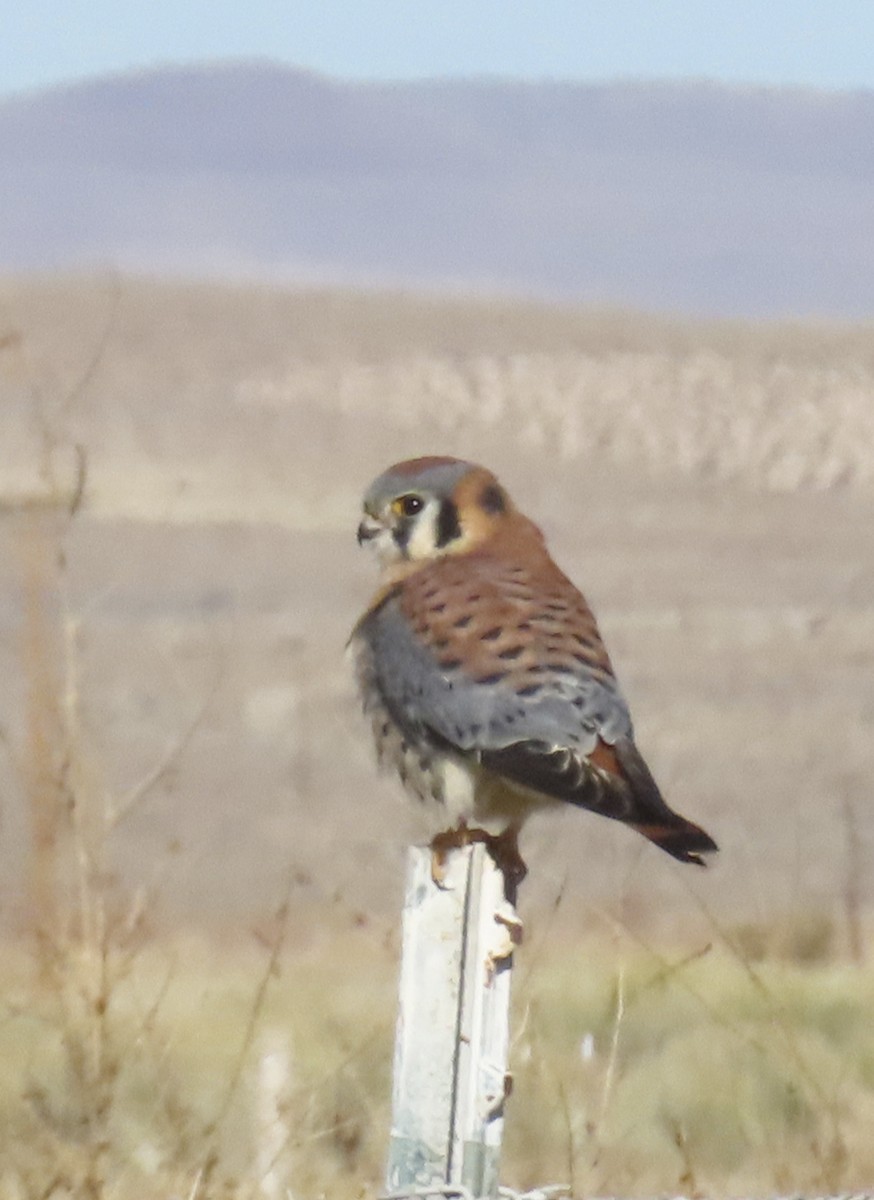 American Kestrel - ML646226003