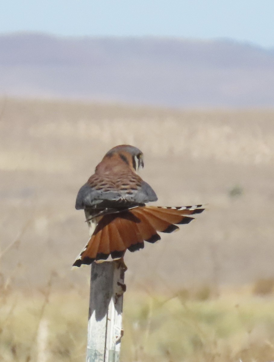 American Kestrel - ML646226004