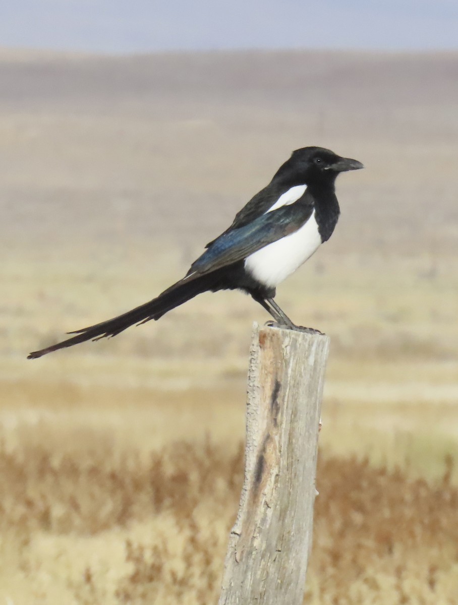 Black-billed Magpie - ML646226008