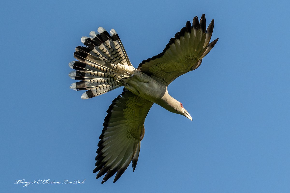Channel-billed Cuckoo - ML646226015