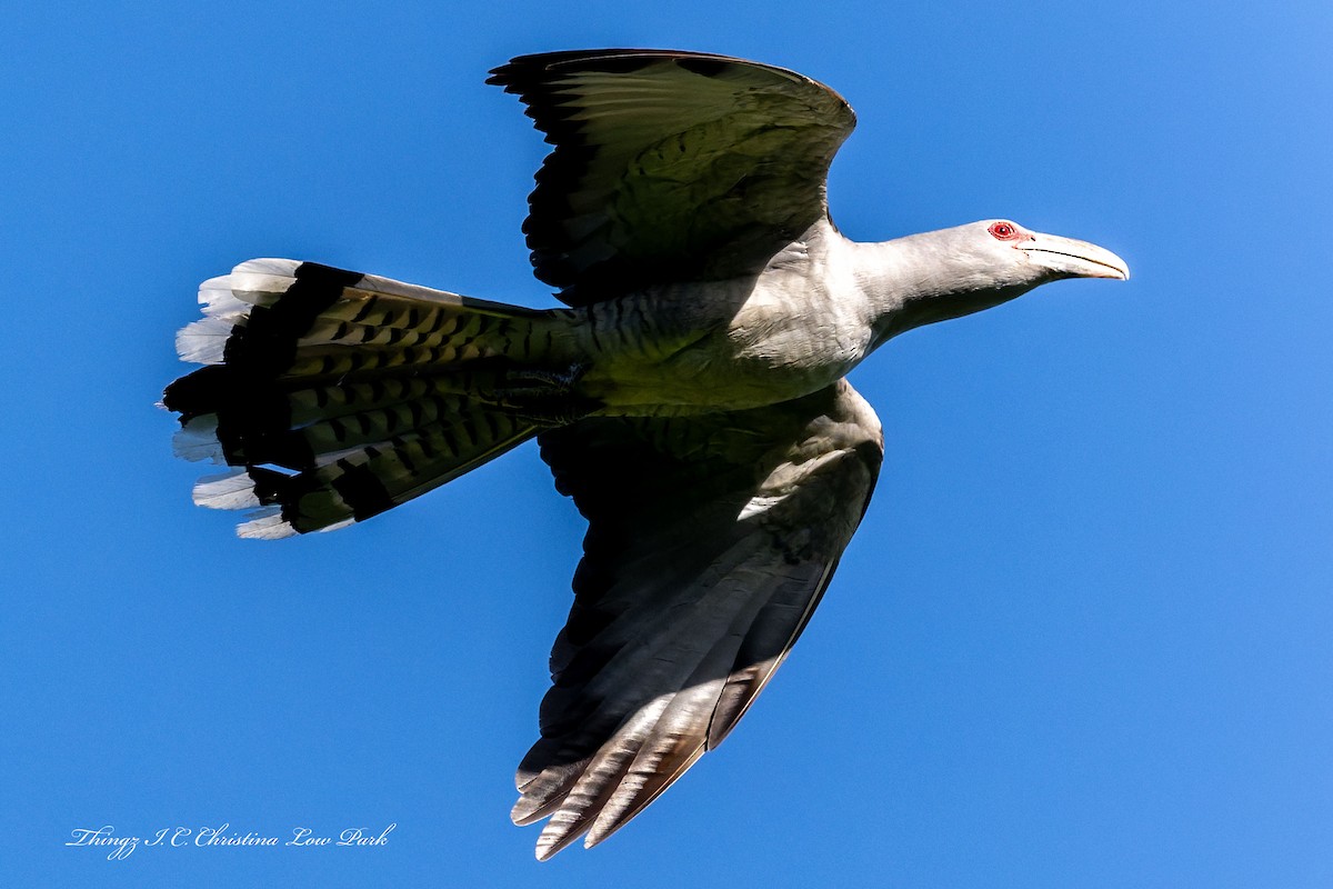 Channel-billed Cuckoo - ML646226016