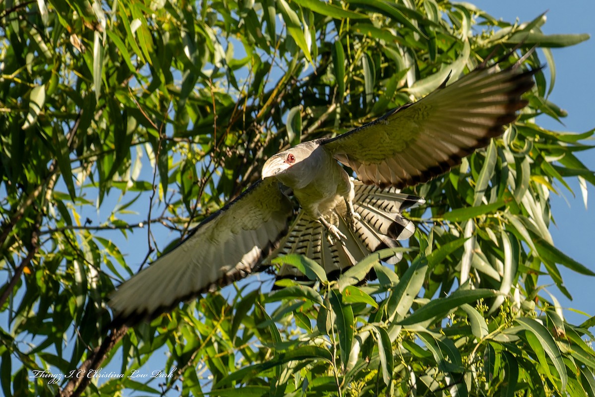Channel-billed Cuckoo - ML646226017