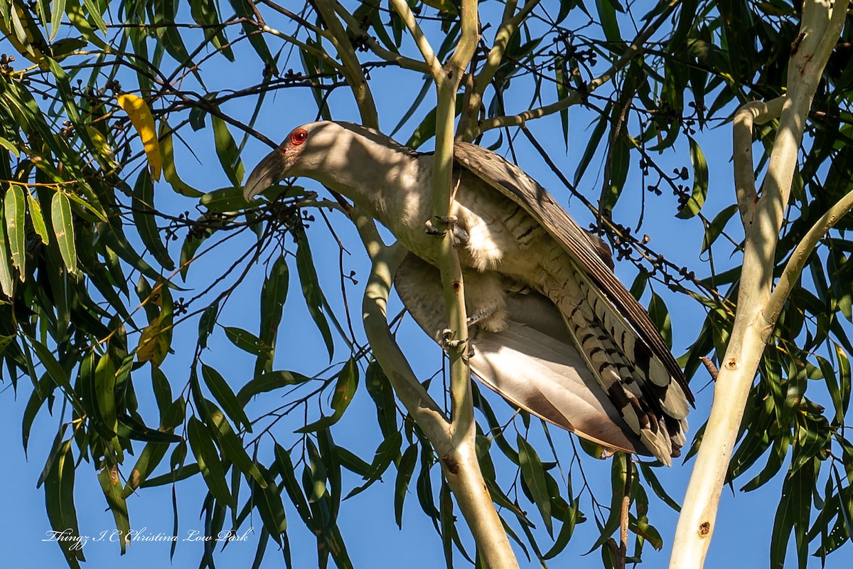 Channel-billed Cuckoo - ML646226018