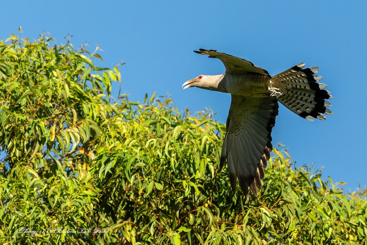 Channel-billed Cuckoo - ML646226019