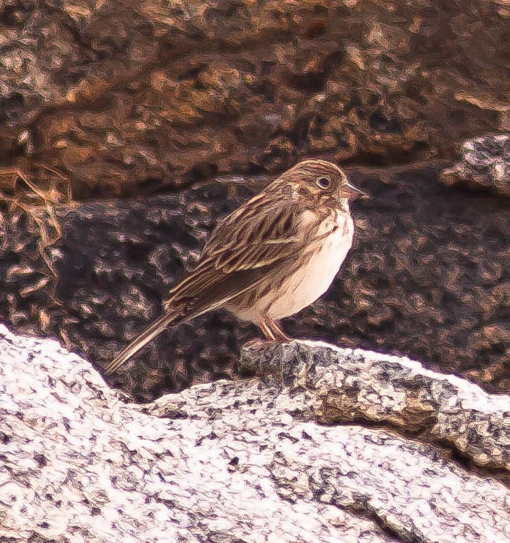 Chingolo Coliblanco - ML646226021