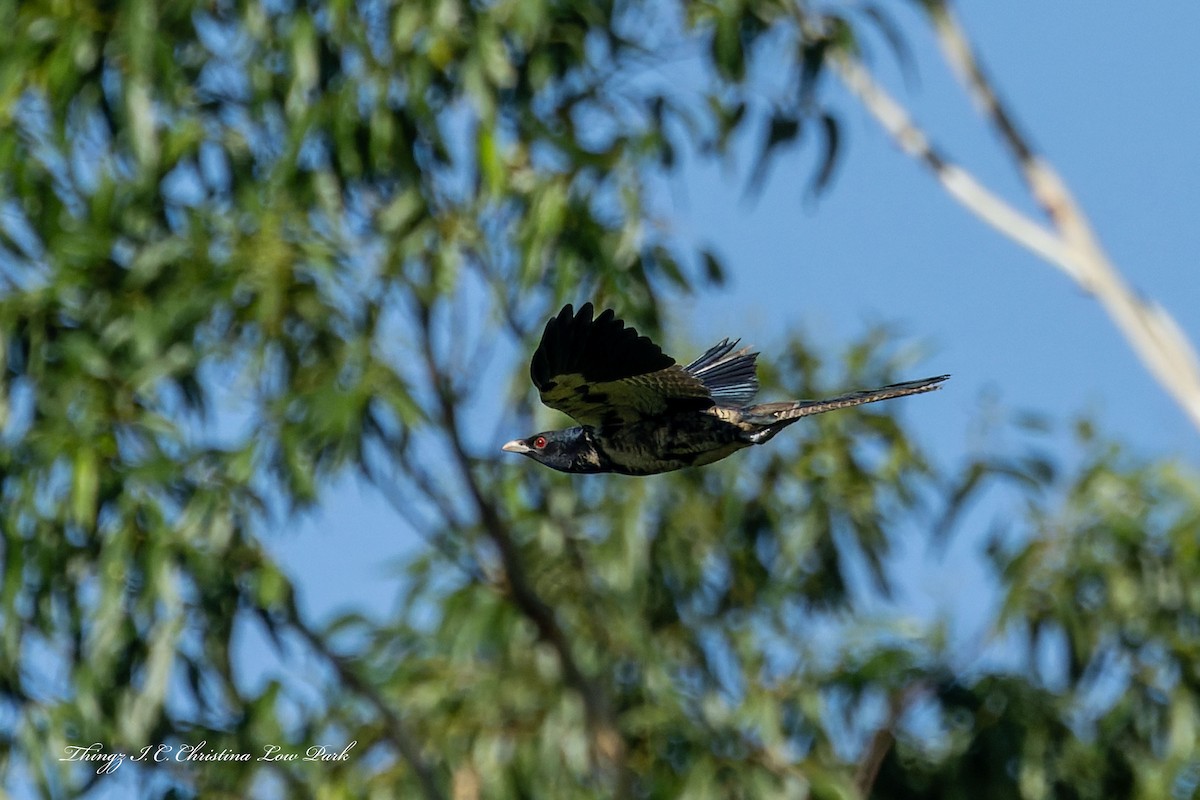 Pacific Koel - ML646226034