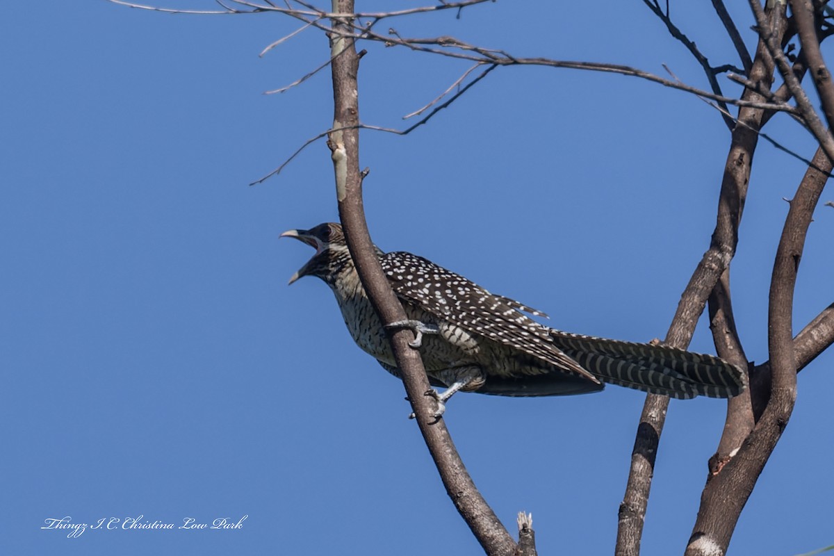 Pacific Koel - ML646226035