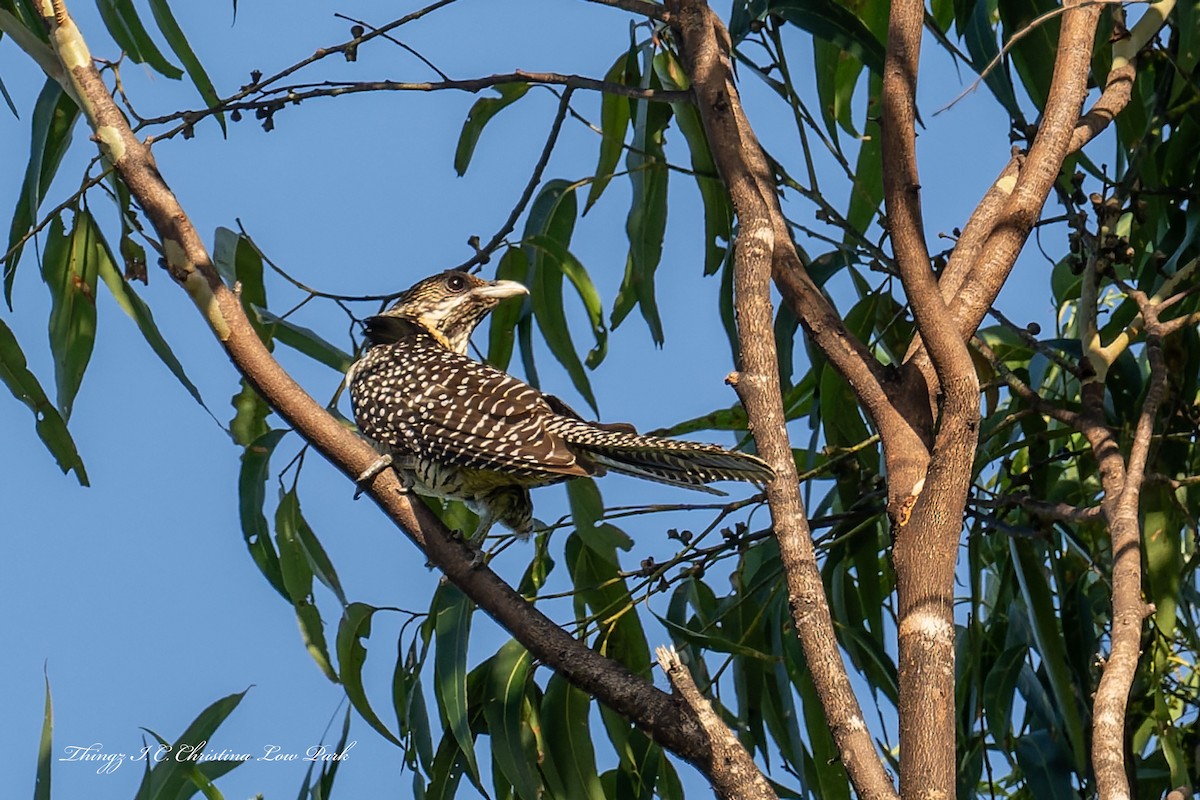 Pacific Koel - ML646226036