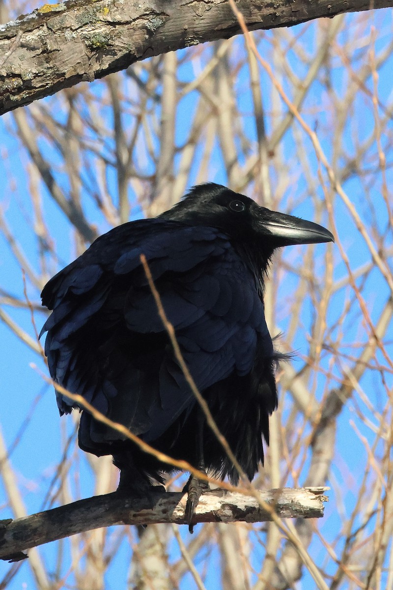 Common Raven - ML646226037