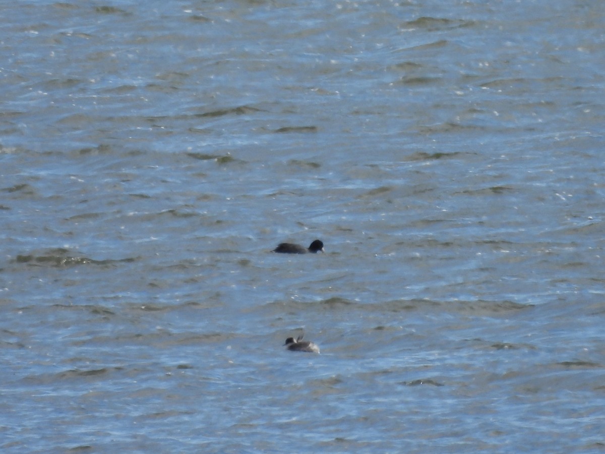 Horned/Eared Grebe - ML646226038