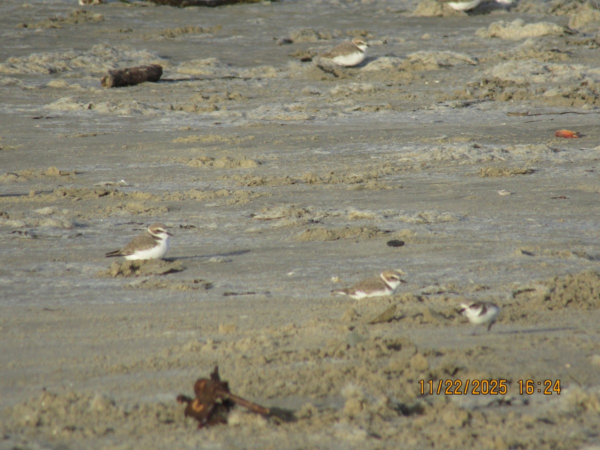 Snowy Plover - ML646226039