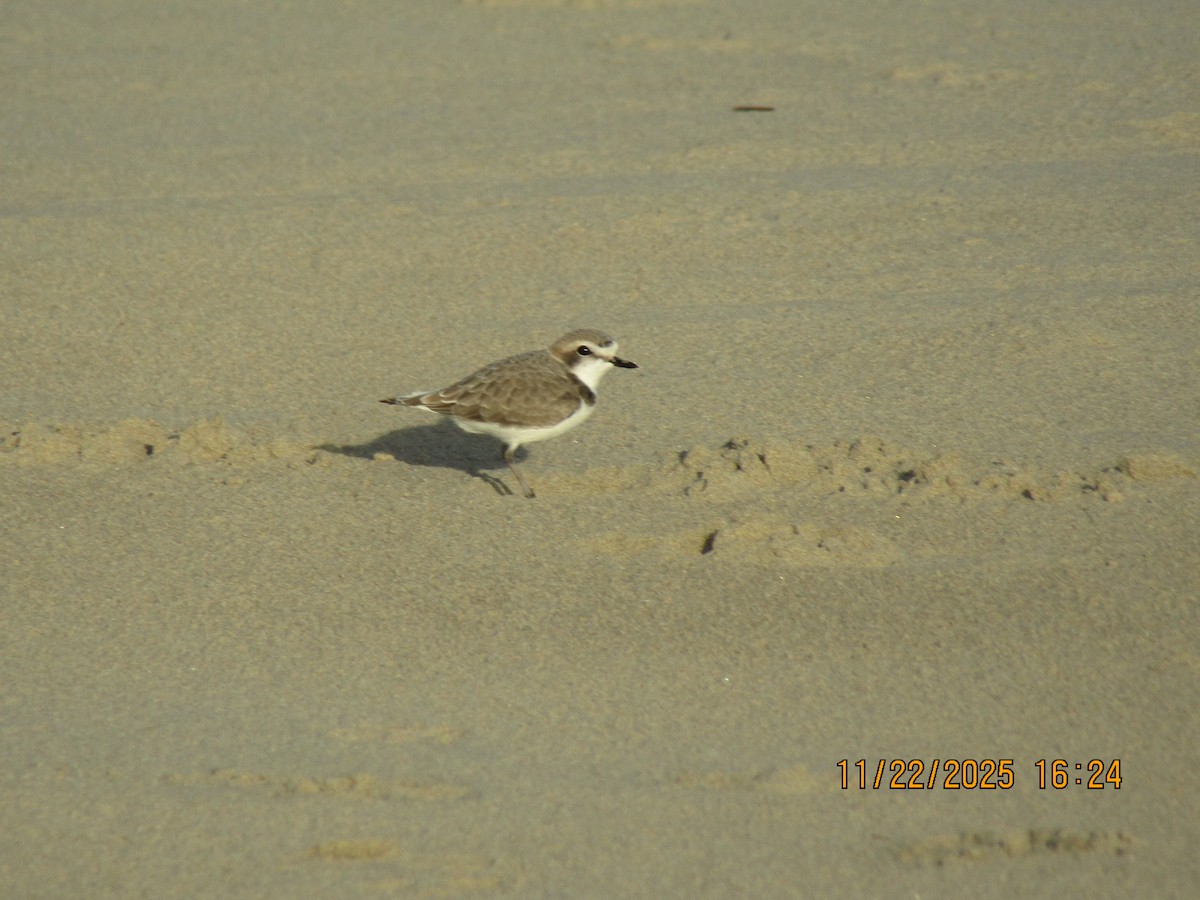Snowy Plover - ML646226040
