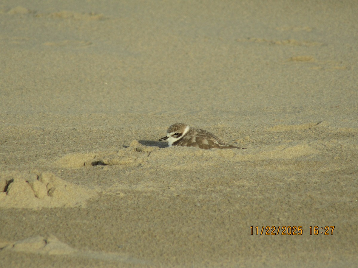 Snowy Plover - ML646226041