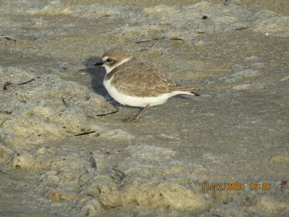 Snowy Plover - ML646226042