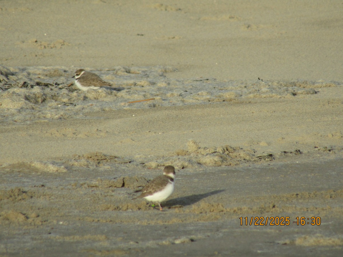 Snowy Plover - ML646226043