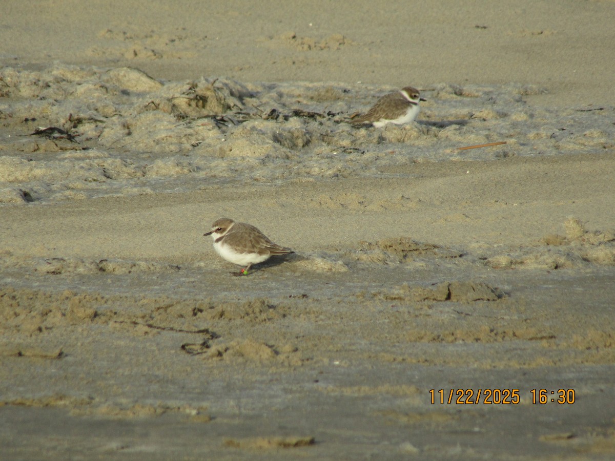 Snowy Plover - ML646226044