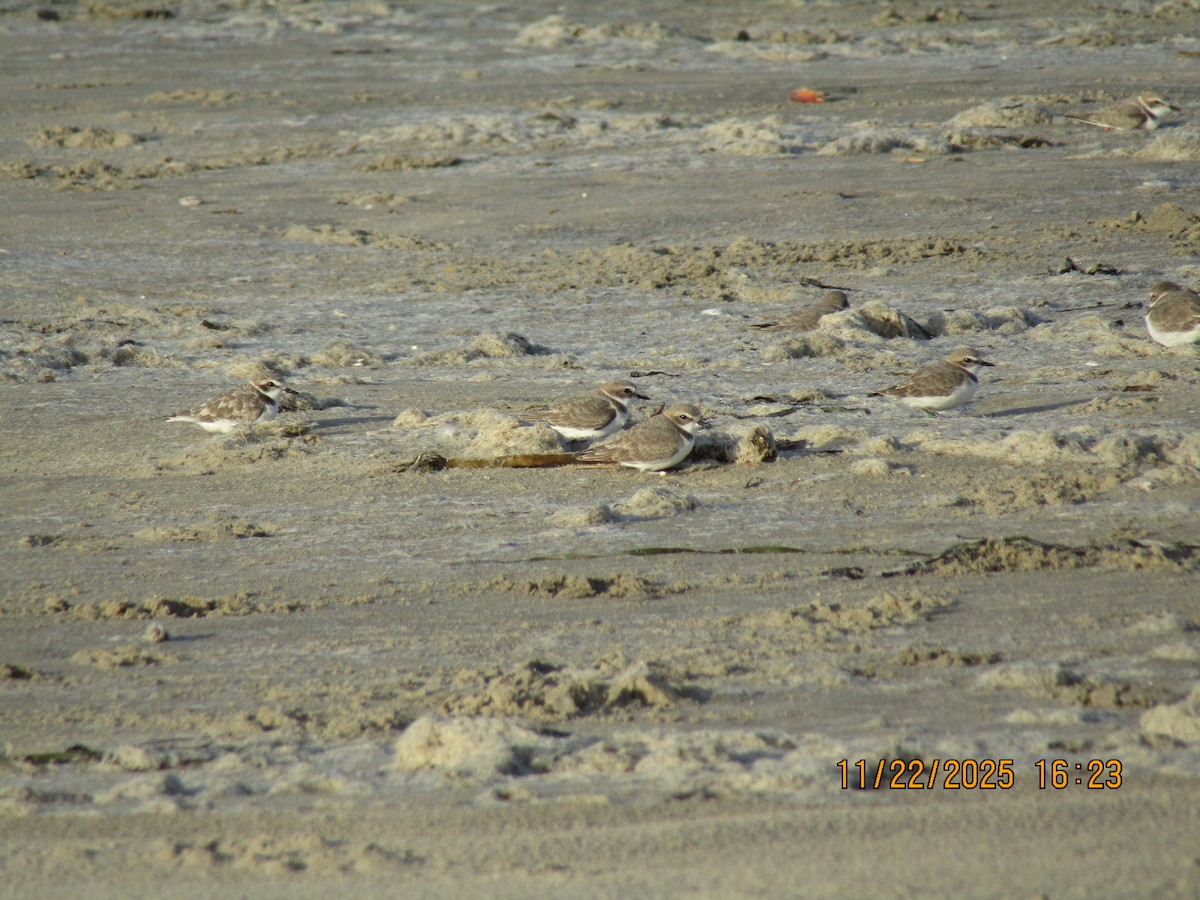 Snowy Plover - ML646226045
