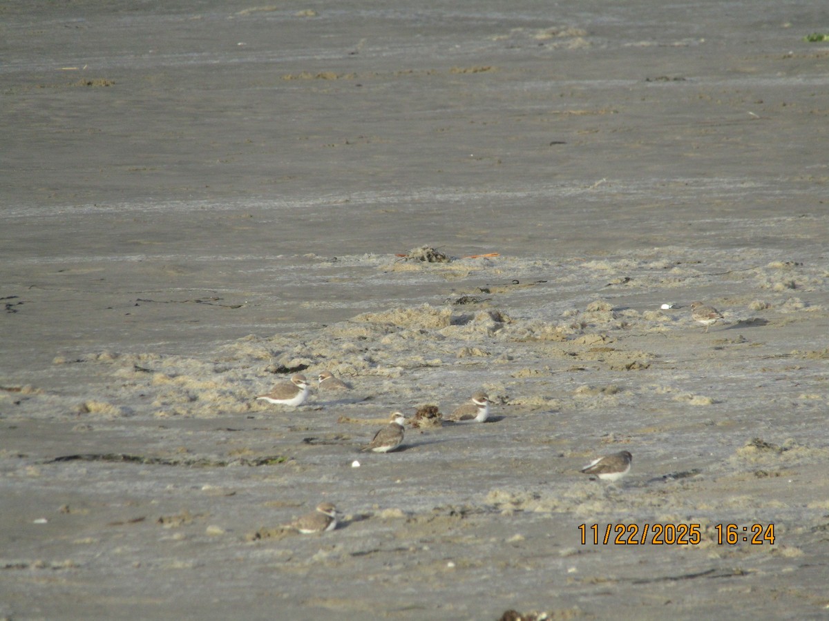 Snowy Plover - ML646226046