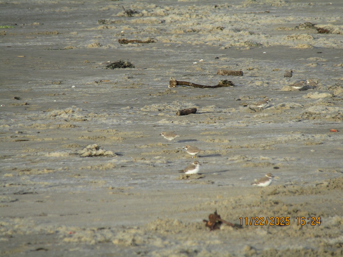 Snowy Plover - ML646226047