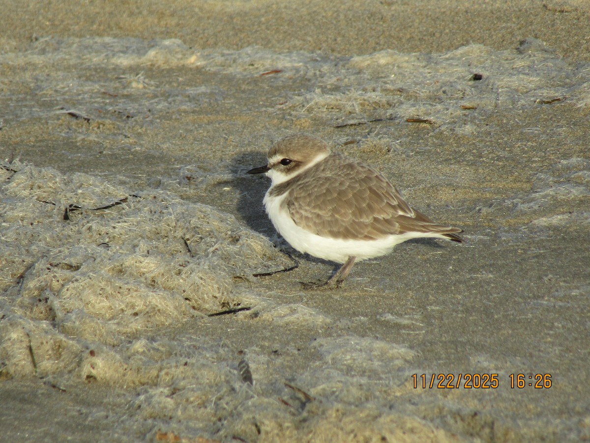 Snowy Plover - ML646226048