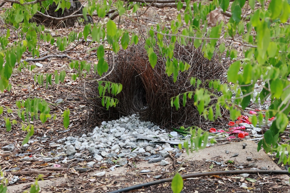 Great Bowerbird - ML646226049
