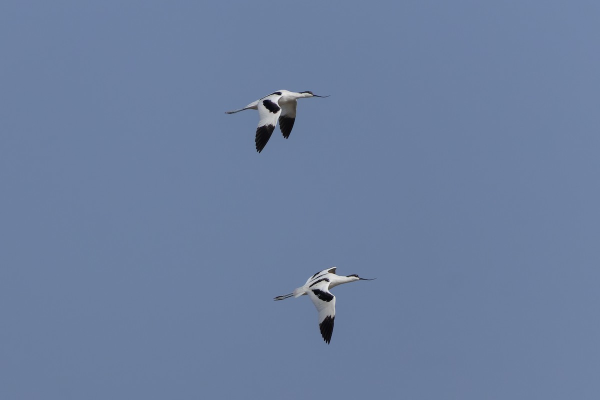 Pied Avocet - ML646226051