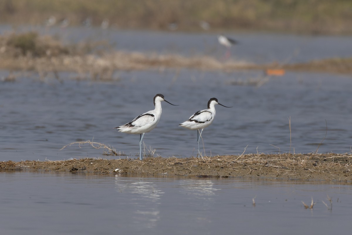 Pied Avocet - ML646226052