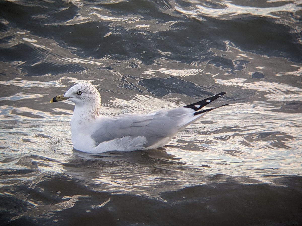 Ring-billed Gull - ML646226053