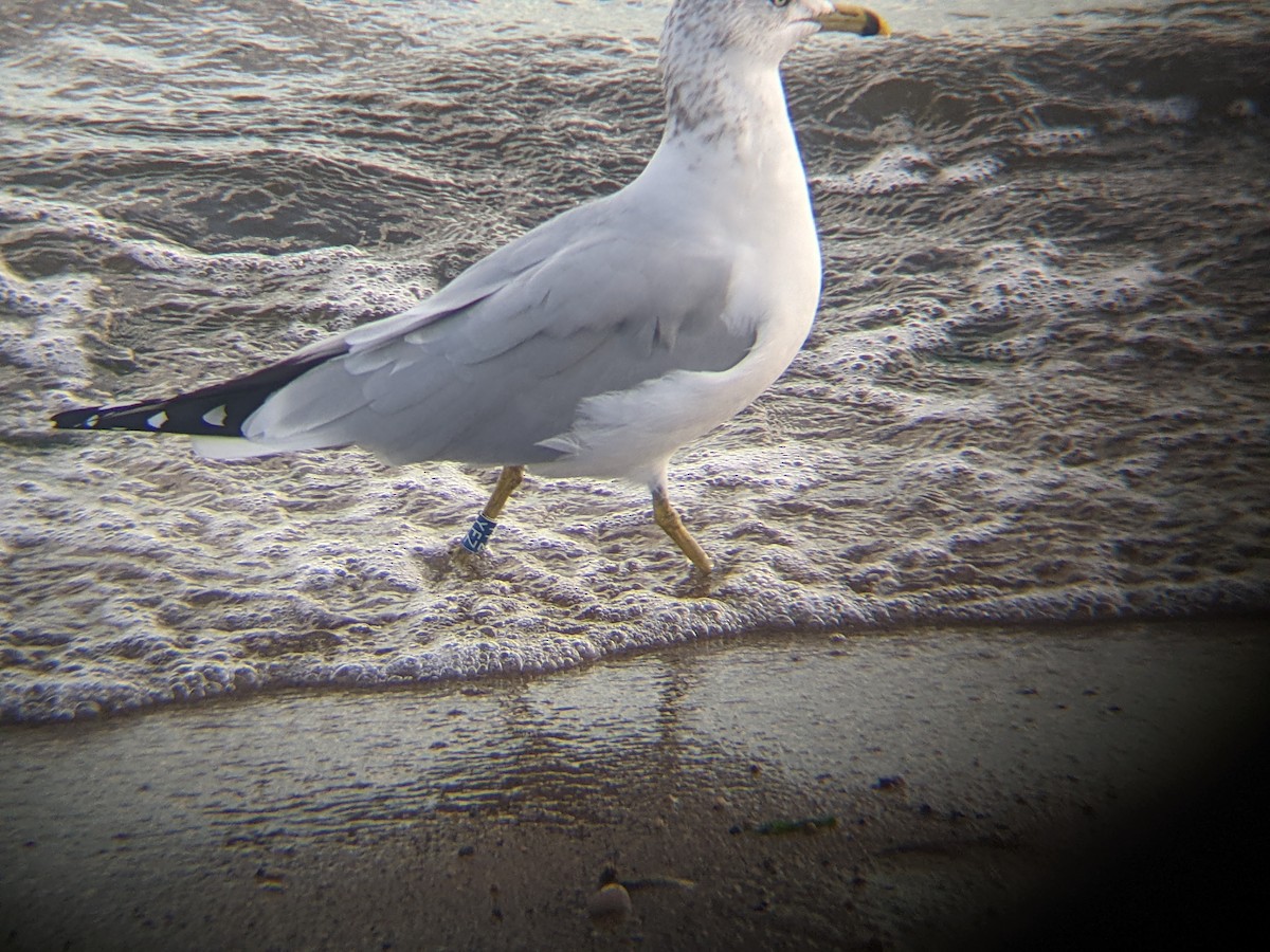 Ring-billed Gull - ML646226054