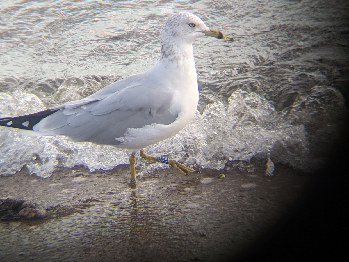 Ring-billed Gull - ML646226055