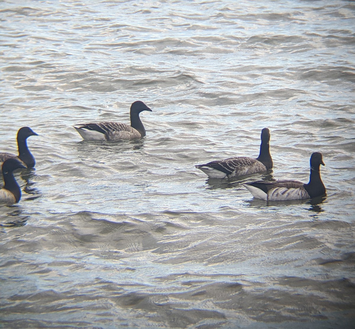 Brant - ML646226058