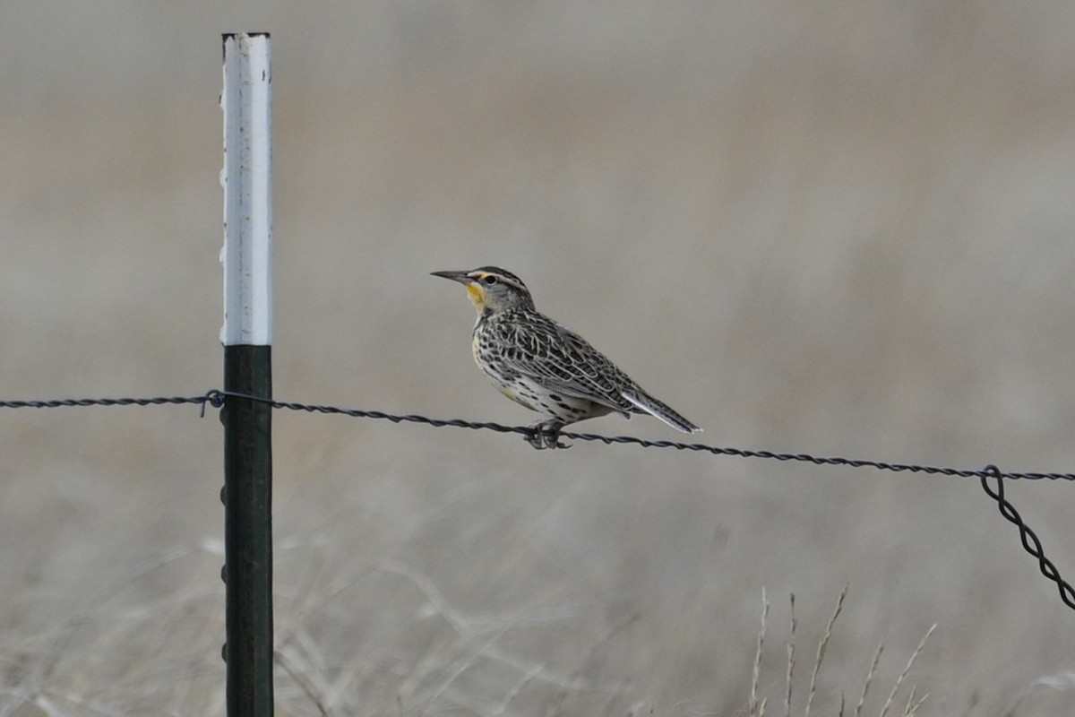 Western Meadowlark - ML646226059