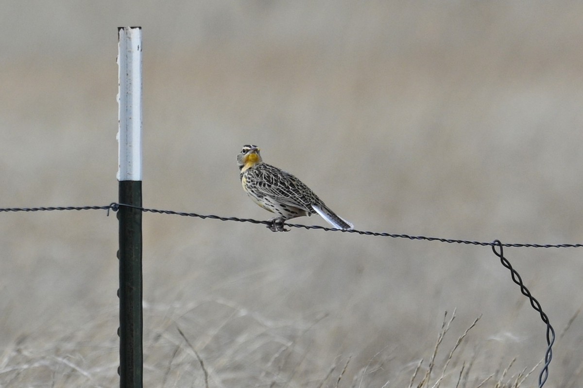 Western Meadowlark - ML646226060