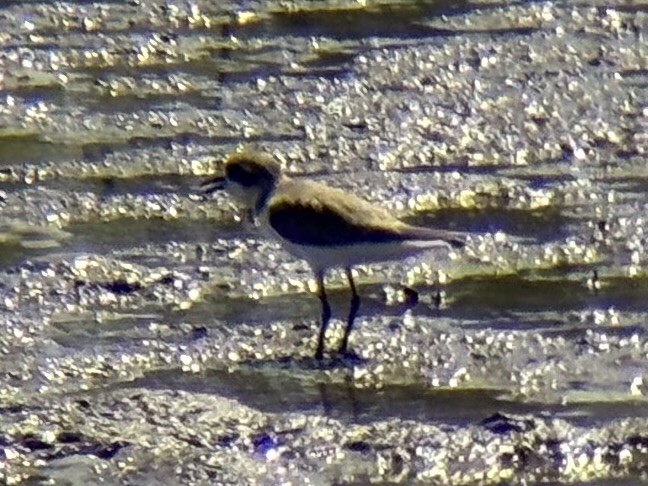 sand-plover sp. - ML646226061