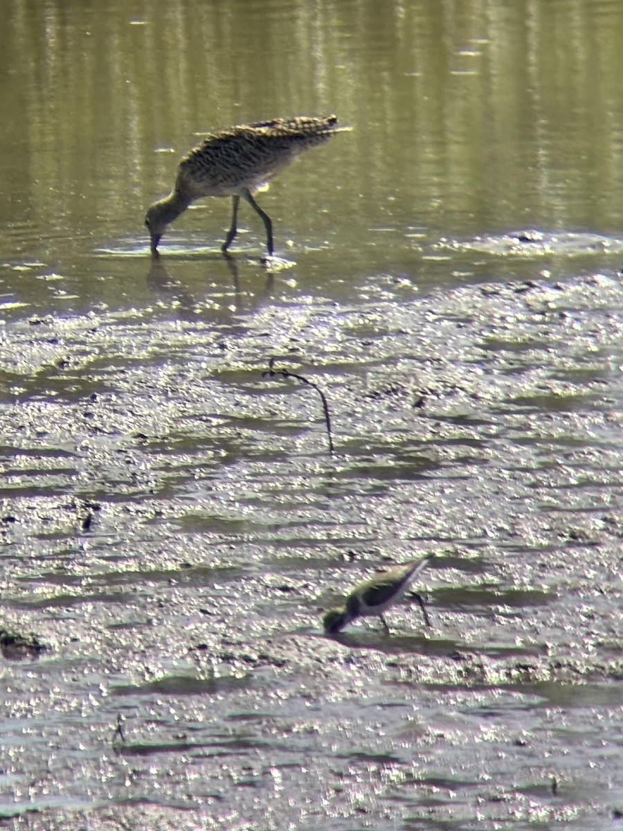 sand-plover sp. - ML646226062