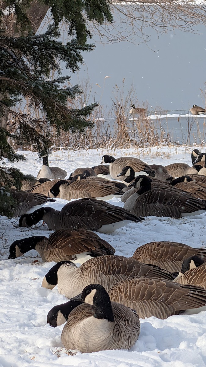 Canada Goose - ML646226063