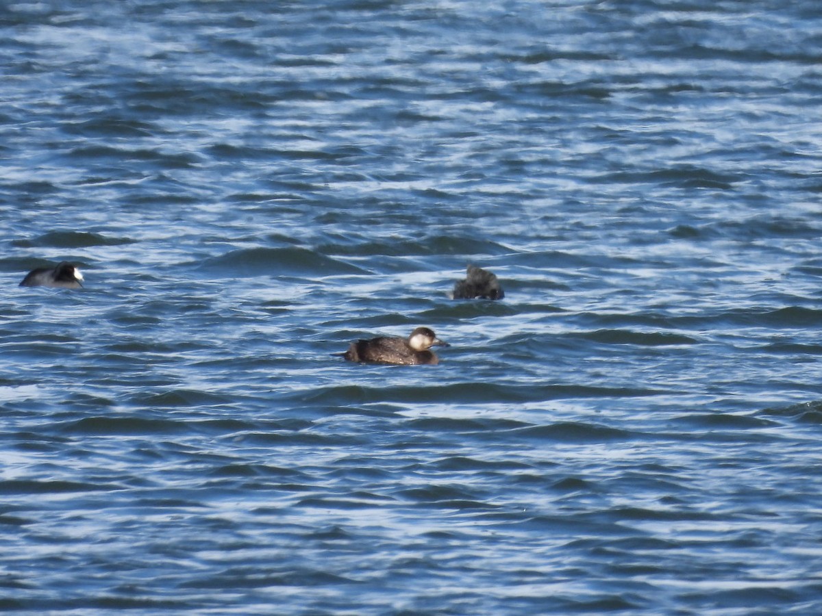 Black Scoter - ML646226067