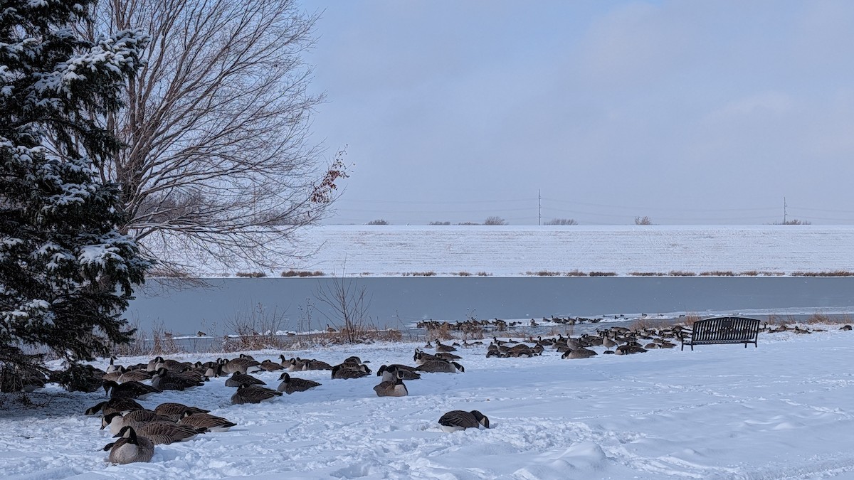 Canada Goose - ML646226075