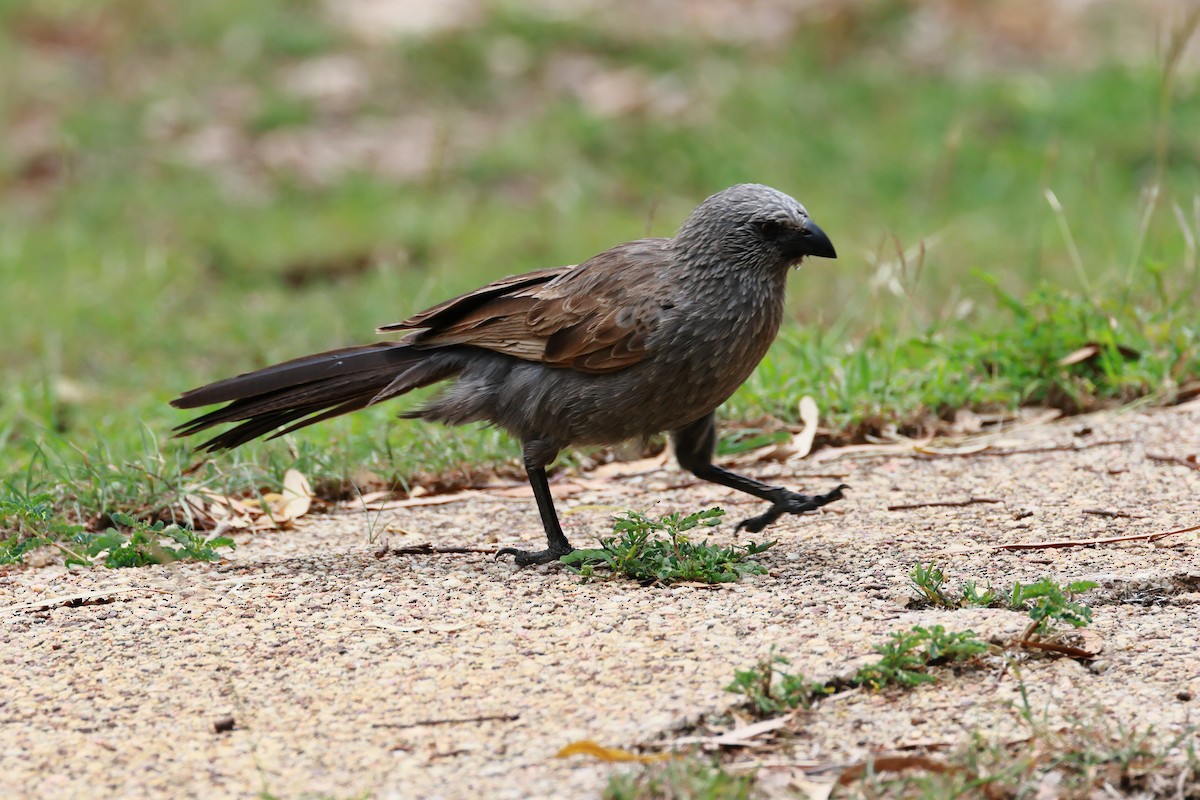 Apostlebird - ML646226096