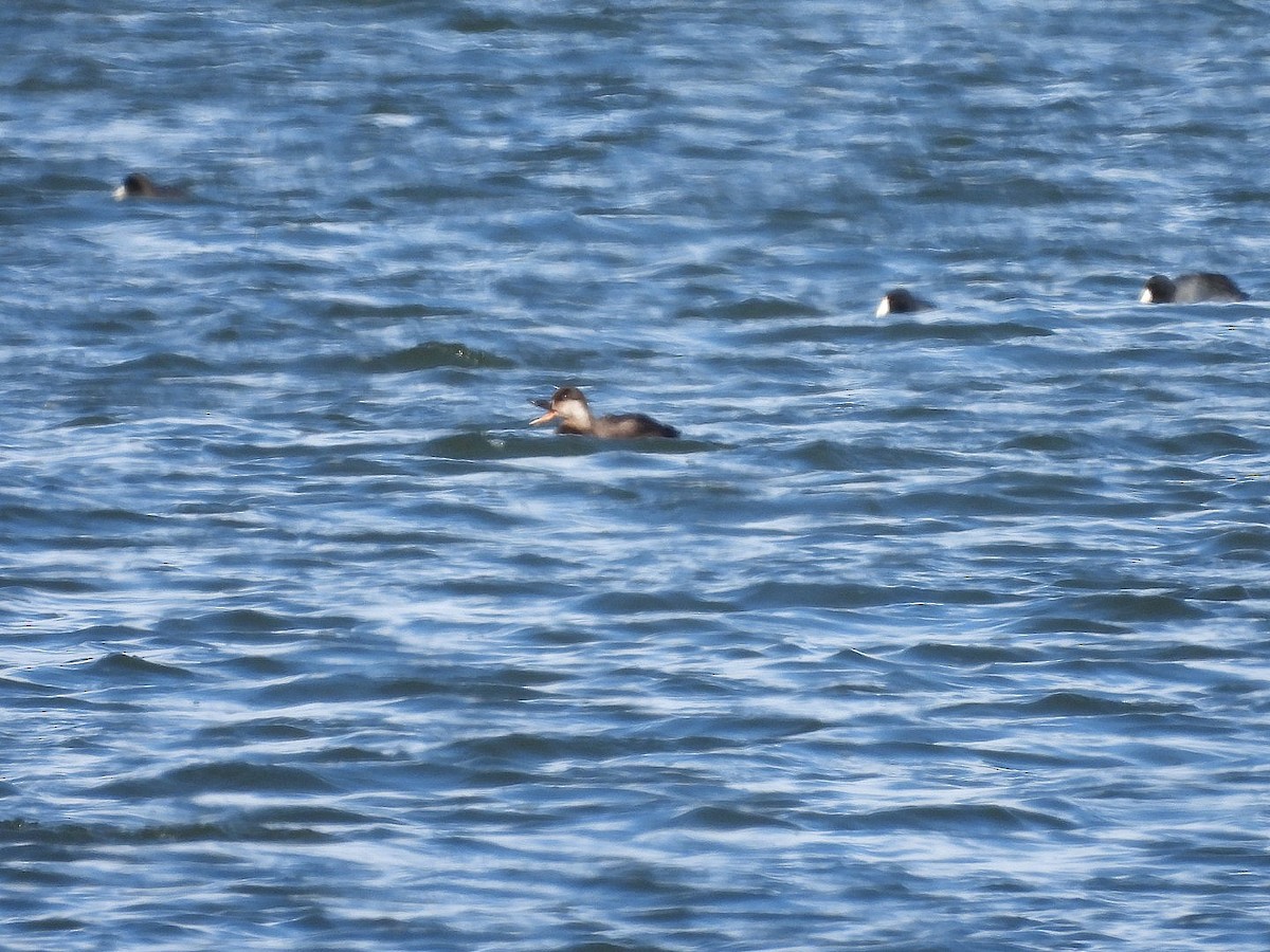 Black Scoter - ML646226097
